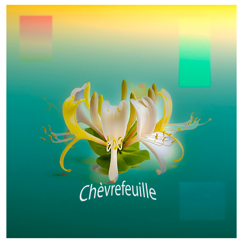 Parfum Chevrefeuille Bougies - MONDO BOUGIES