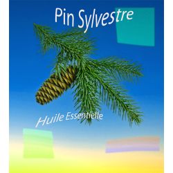 Huile Essentielle Pin Sylvestre pour Bougies