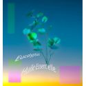 Huile Essentielle Eucalyptus BIO