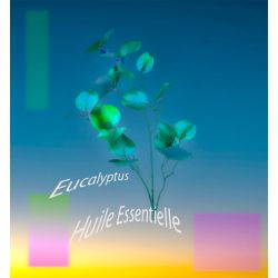 Huile Essentielle Eucalyptus BIO