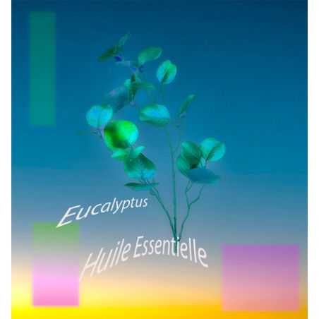 Huile Essentielle Eucalyptus BIO