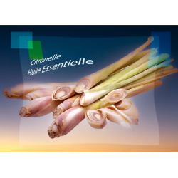 Huile Essentielle de Citronnelle - MONDO BOUGIES
