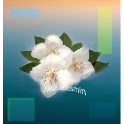 Parfum Fleur de Jasmin Bougies - MONDO BOUGIES