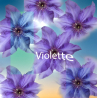 Parfum Violette Bougies - MONDO BOUGIES