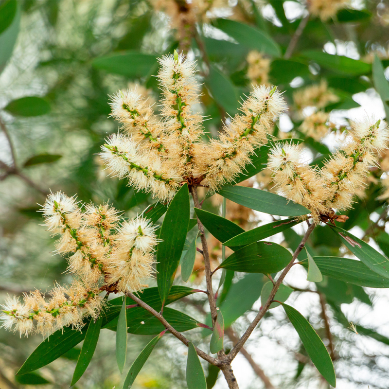 Huile Essentielle Niaouli de Madagascar - MONDO BOUGIES